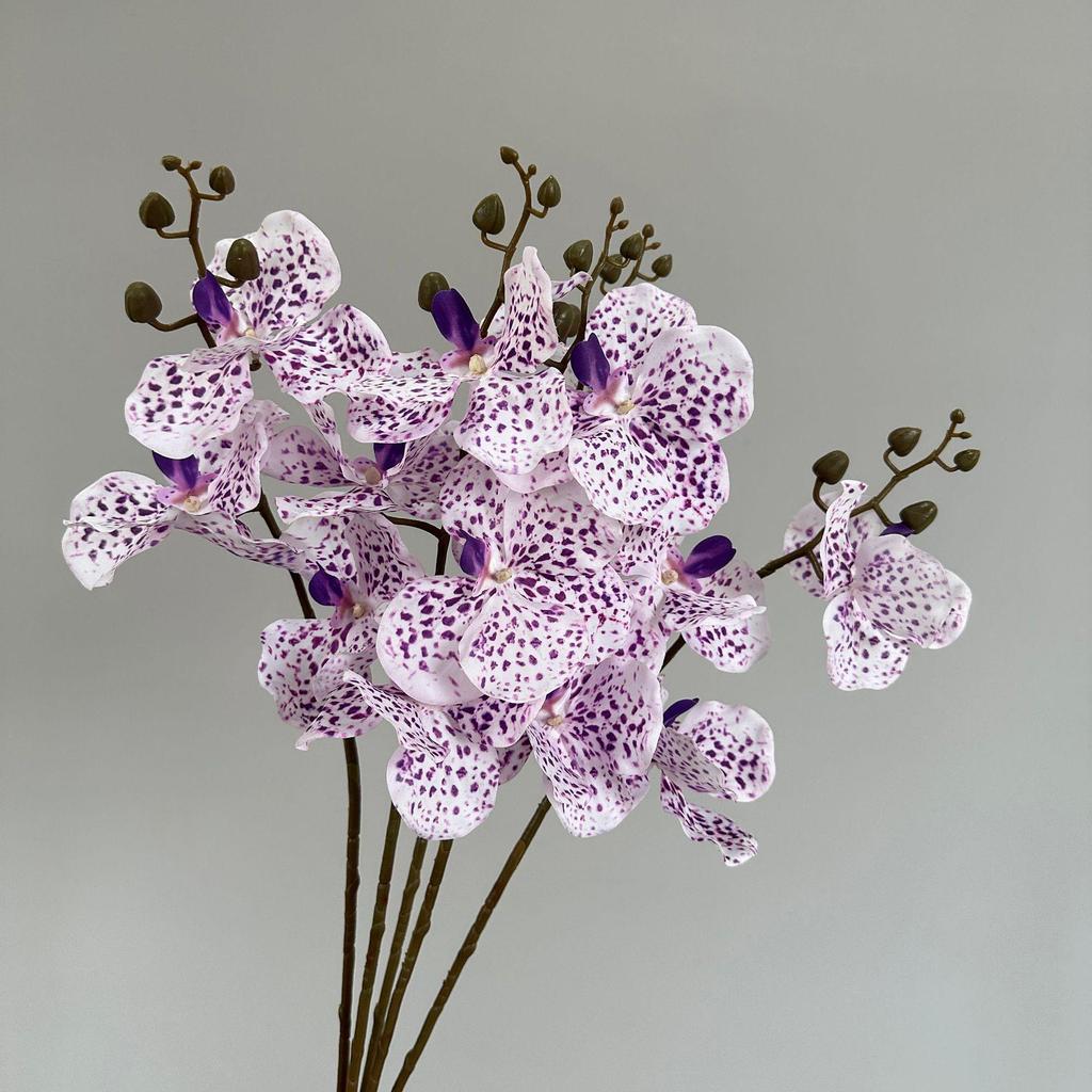 Moisturizing Phalaenopsis Vanda Orchid for Wedding and Home Decor