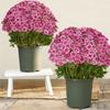 Artificial Realistic White Sunset Flowers Outdoor Front Porch Patio Decor Home Garden Doorway Balcony Decoration