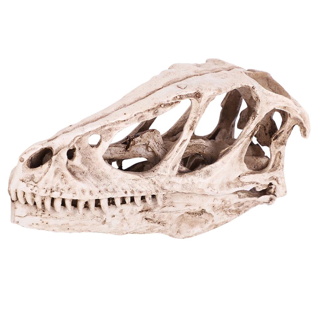 Resin Dinosaur Skull Model Simulated Animal Skeleton Home Office Decor Craft Teaching Prop