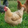 PVC Coated Welded Wire Mesh Fencing Chicken Poultry Aviary Fence Run Hutch Pet Rabbit 30m Dark Green