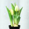 Tulip Bonsai Home Interior Decoration Project Green Plant Flower Pot Simulation Plant Wall False Flower