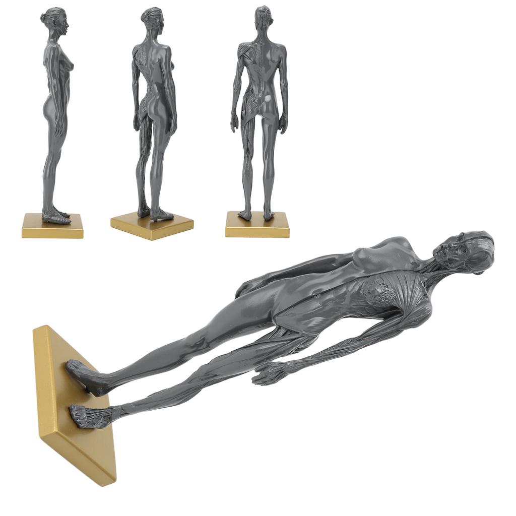 30 см человеческая анатомическая модель женской скелетно-мышечной структуры скульптура для обучения