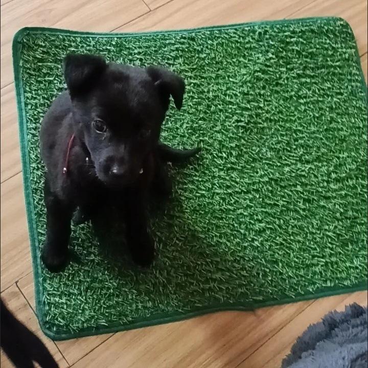 Искусственный газон для туалета для собак для дома и балкона