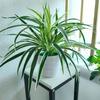 Desktop Garden For Table Room Home Chlorophytum Branch Potted Fake Plants Artificial Plants