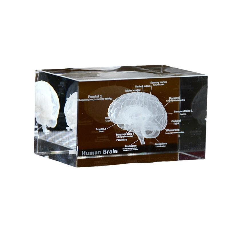 3D Crystal Carved Brain & Heart Anatomical Model Figurine