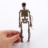 Flexible Learn Aid Art Sketch Human Anatomical Skeleton Model Skeleton Ornament Simulation Skeleton
