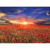Пазл из 1000 деталей - чудесный закат над маковым полем (мини), популярная корейская головоломка