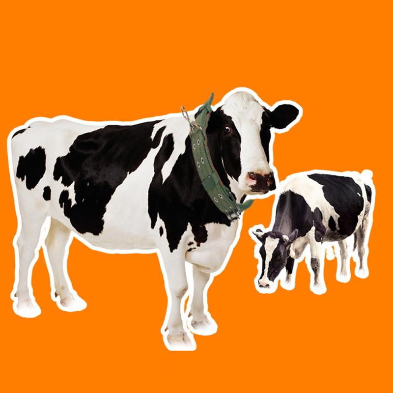 Холщовый ошейник для перевозки коров и овец, регулируемая длина, ветеринарное оборудование, товары для кормления скота