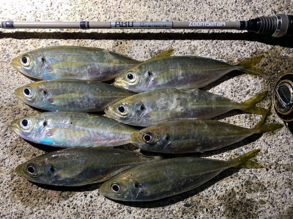 AbuGarcia Pack Rod Spinning Rockfish Aging Area Trout (ZoomSafari) ЗМСС-505Л