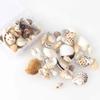 Микс-стиль Натуральные ракушки Раковины Аквариумный пейзаж Крошечные морские ракушки Пляжный декор Товары для аквариума Вечеринка DIY Поделки 1 КОРОБКА