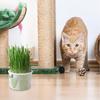Cat Grass Cup Cat Soilless Hydroponic Cat Grass Повторяемый