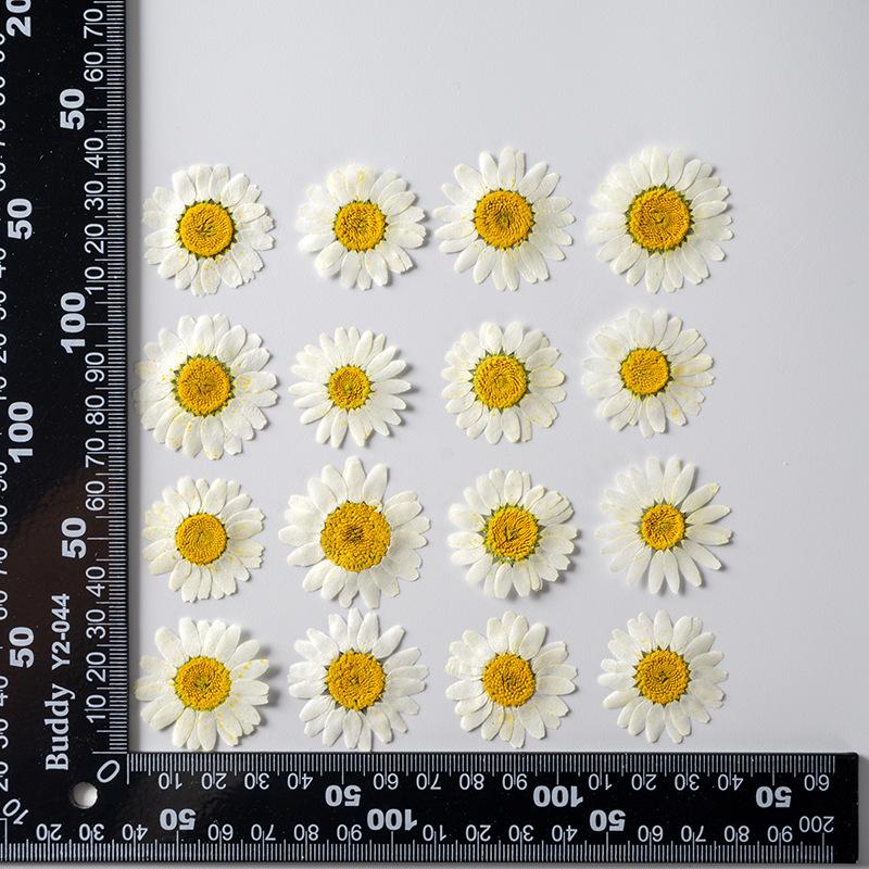 Кристальная хризантема, окрашенная маргаритка, оптом, DIY, материал для изготовления цветов ручной работы, капля клея, лепестки сухих цветов, макияж, тисненые образцы растений