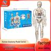 Детская обучающая модель анатомии человека: Собранные скелеты и наглядные пособия по органам.