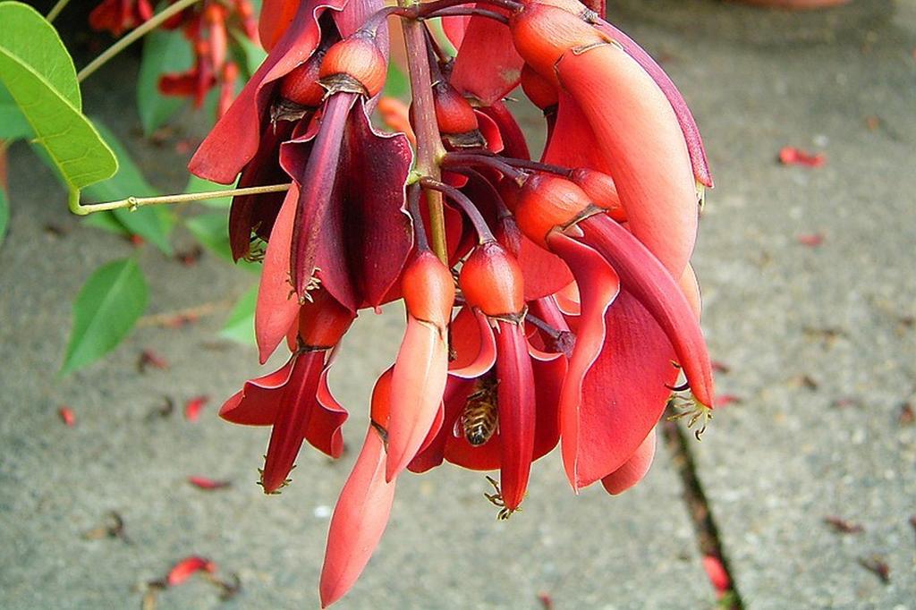 SAFLAX Cockspur Coral Tree - 6 семян - Erythrina cristagalli