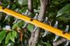 Battery Hedge Trimmer 65Cm 54V Xr Fv 0*Ah - Dw Dcmht573N