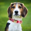 Floral Metal Engraved Custom Pet Collar Traction Rope For Medium Large Dogs Cats