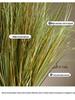 Non-Shedding Reed Grass Flower Display for Indoor Decor and Store Window