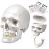 Модель черепа KIYOMARU, Модель человеческого тела, Модель черепа, Под наблюдением физиотерапевта, В натуральную величину, Набор из 3 частей
