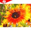 5D Алмазная картина Подсолнух Полная круглая вышивка Продажа Изображение Горный хрусталь Алмаз