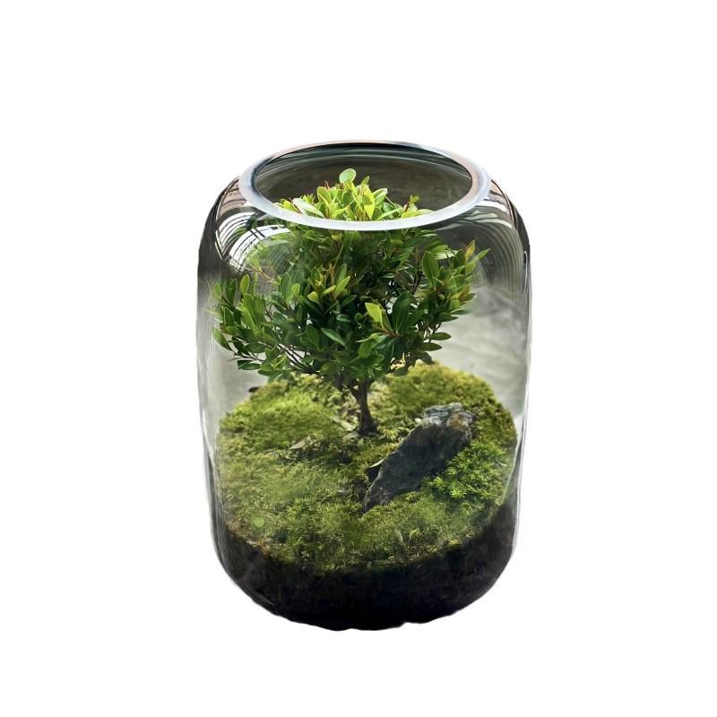 Creative Glass Aquarium Moss Landscape Vase for Green Plants & Flowers - Tabletop Bonsai Ornament for Home Entrance Decor