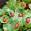 50 Pieces of Miniature Seven-star Ladybug Resin Crafts DIY Small Garden Decoration