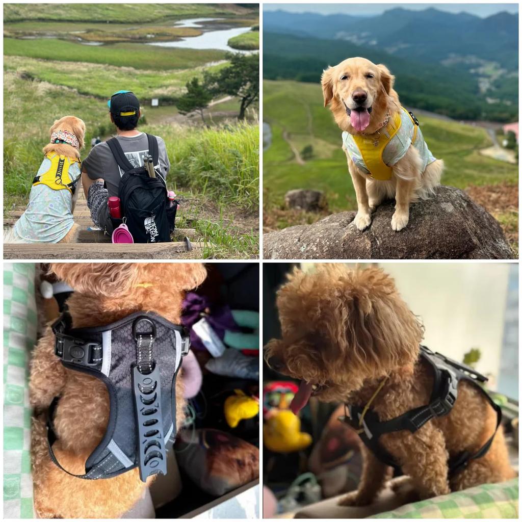 GIIPET Dog Harness with Fits Easy To Put On and Take Adjustable Collar Alternative for and Large Walking and Walking XL Leash, 2-45kg, One-Piece Soft,