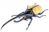 Free Research Series Creatures Edition Hercules Beetle Yo Morinaga Manual Specifications Plastic Model No.26 EX-2 Mr. Explanation/Instruction