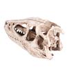 Resin Dinosaur Skull Model Simulated Animal Skeleton Home Office Decor Craft Teaching Prop
