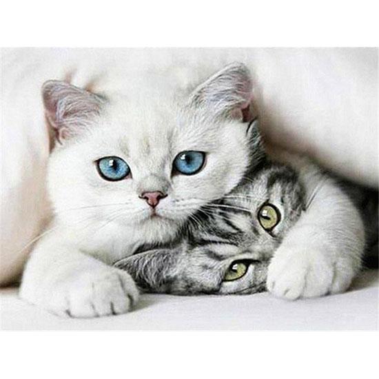 Алмазная вышивка милые котята. Размер холста: 30 * 40 см Размер изображения: 25 * 35 см