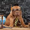 Pet Dog Cap Puppy Dr. Шляпа Собака Выпускная Шапочка Студенческая Кисточка Академическая Шапочка Питомец Изобретательные Вечеринка Аксессуары разработаны для Собак Кошек Всех Размеров