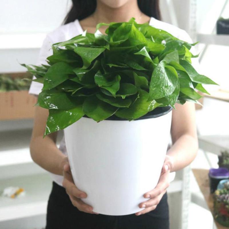 Automatic Water-Absorbing Succulent Flower Pot Hydroponic Basin Fleshy Flowerpot