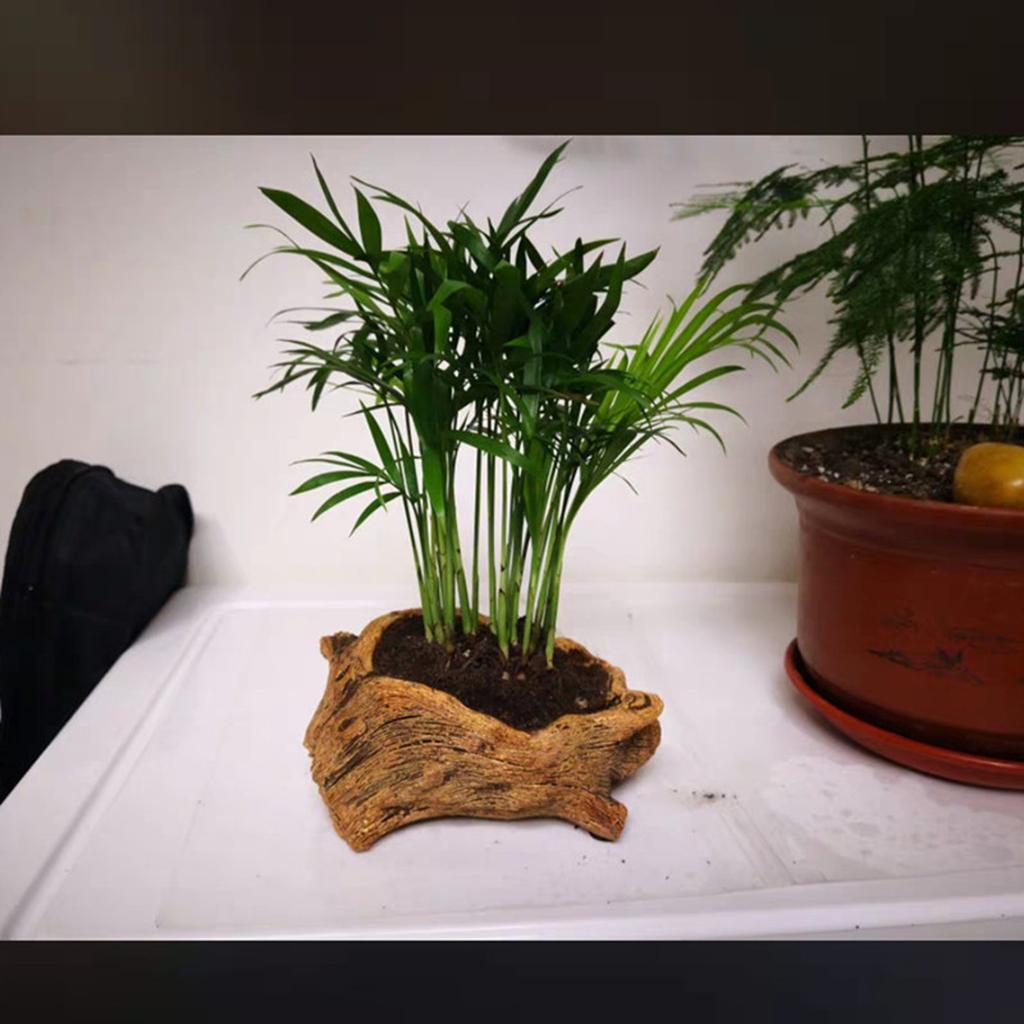 Художественные цементные цветочные горшки с дизайном корней деревьев для креативного украшения офиса, дома, балкона, сада, настольной экспозиции