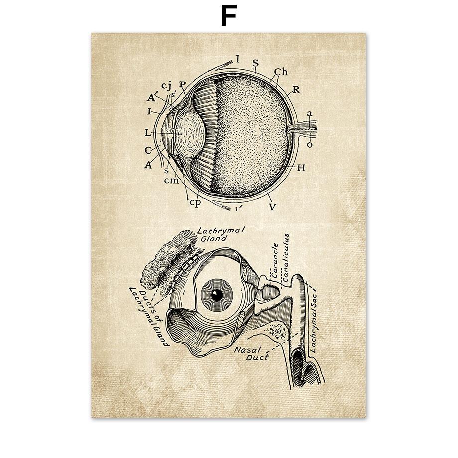 Постеры на скандинавскую тему и принты, настенная живопись на холсте, Анатомия, скелет, винтажные настенные панно для больницы, доктора, офисного декора