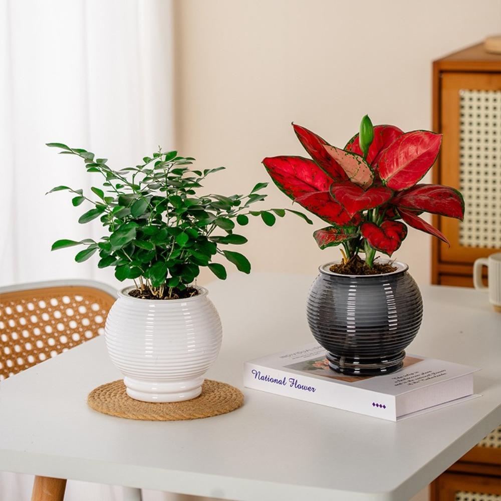 Removable Flowerpot Plastic Office Bonsai Decor Fashion Mini Succulent Planter Tabletop Vase