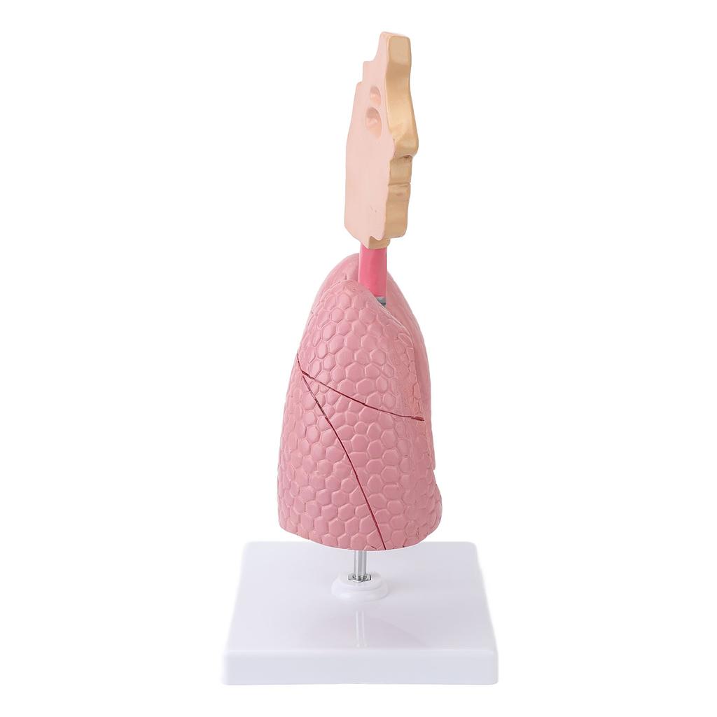 Модель дыхательной системы со съемным сердцем и легкими человека, анатомический дисплей для студентов, учебное пособие