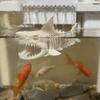 Skull Replica Fish Shrimp Hideout Shelter Unpainted Fish Breeding Container  Terrarium