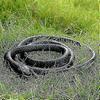 47 Inches Rubber Lifelike Snakes Scary Gag Gift Incredible Creatures Chain Snakes Rain Forest Snake Toys Wild Life Snakes