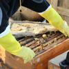 Leather Beekeeping Gloves Goatskin Breathable Mesh Beekeeper Gloves Durable Reusable Ventilated Gloves Professional Use