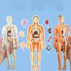 Human Organs Model Structure Skeleton 3D Skeleton Viscera Removable Assembled Medical Anatomy Three-dimensional