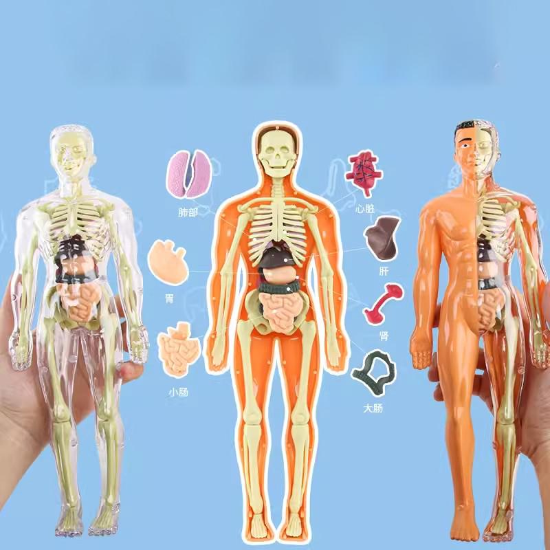 Human Organs Model Structure Skeleton 3D Skeleton Viscera Removable Assembled Medical Anatomy Three-dimensional