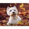 5D Diy Алмазная картина Вышивка крестом Вест-хайленд-уайт-терьер Полная круглая алмазная вышивка