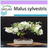 Бонсай - Дикий краб - 30 семян - Malus sylvestris