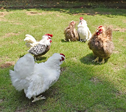 BH7222 HANSA Петух 31