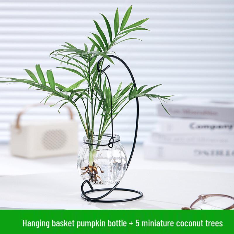 Indoor Desktop Murraya: Easy-Care Blooming Green Hydroponic Plants for Office & Living Room