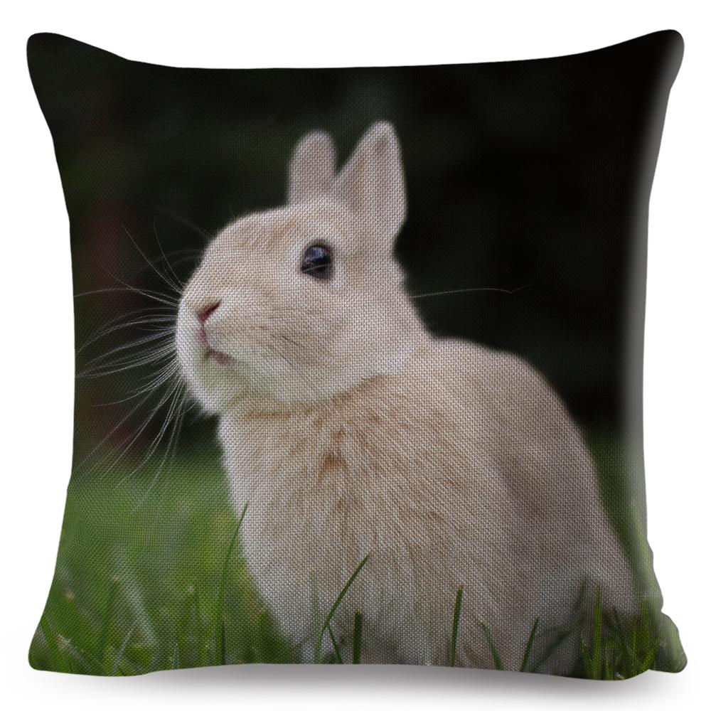 High Resolution Animal Photography Print Cushion xcm Realistic Rabbit Imagery Soft Natural Lighting Gentle Color Palette