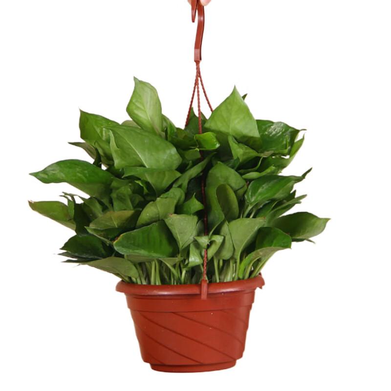 Beifute Утолщенные Подвесные Пластиковые Кашпо (3-Pack)