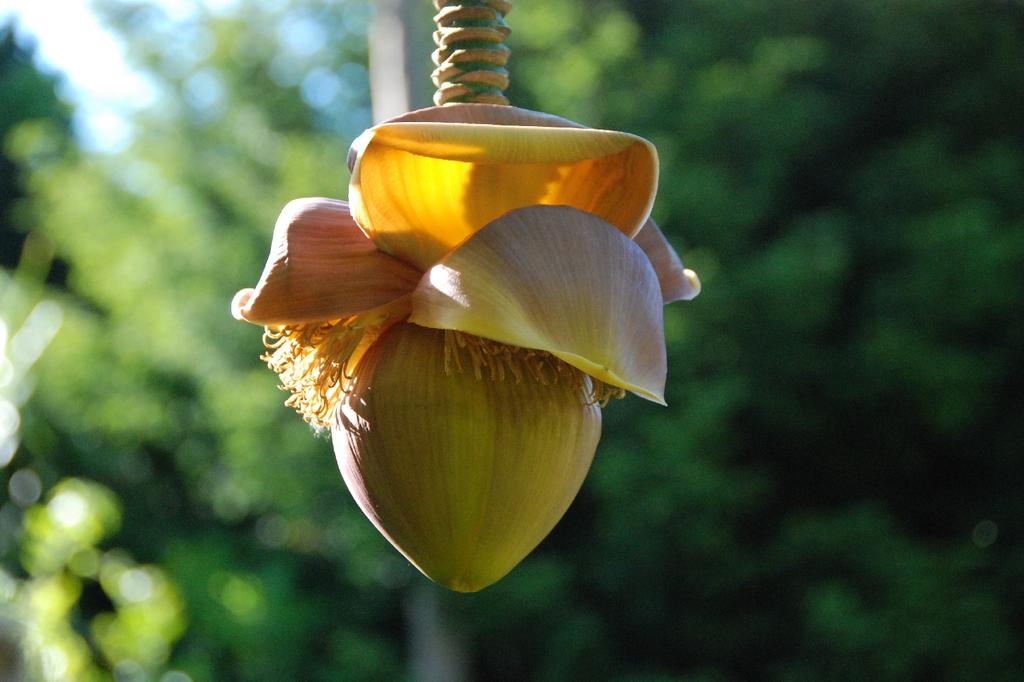 SAFLAX Банан обыкновенный - 10 семян - Musa X paradisiaca