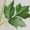 2 Pcs Artificial Chrysanthemum Stems Realistic Fake Chrysanthemum Faux Flower with Flexible Stem for Floral Arrangement Table Centerpiece