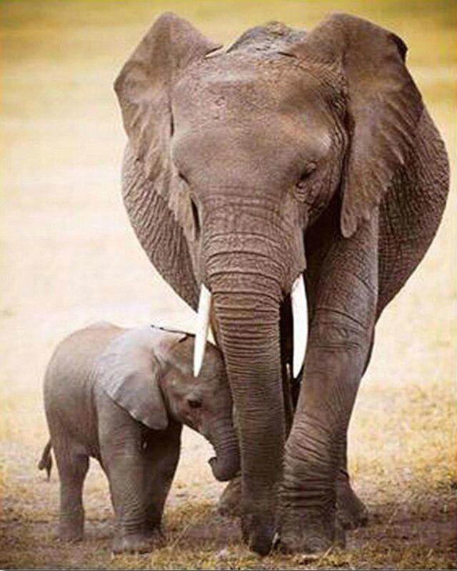 5D Алмазная вышивка Слон Полный квадратный круглый вышивка крестиком Алмазная картина Животное Мозаика Рукоделие Украшение дома