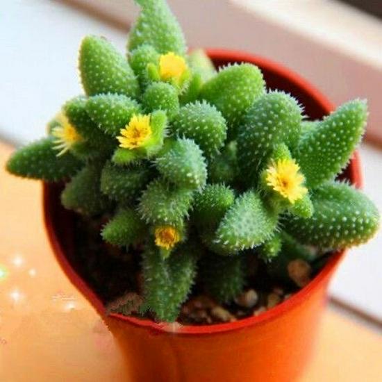Lei Tong Multi-headed Succulent Plant - Beginner-Friendly Office Desktop Greenery with Radiation Protection